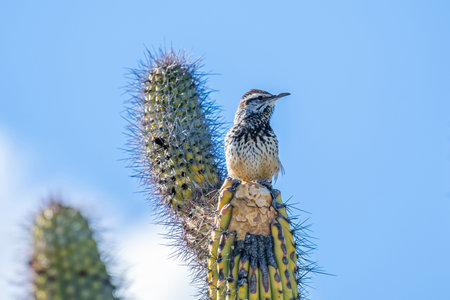 A small songbird is relaxing and enjoying the view in Sonora Desert Museumの写真素材