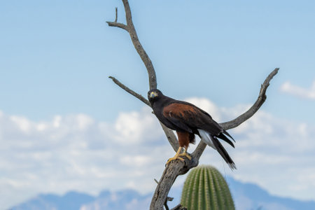 A bay winged bird enjoying the scenic view of the parkの写真素材