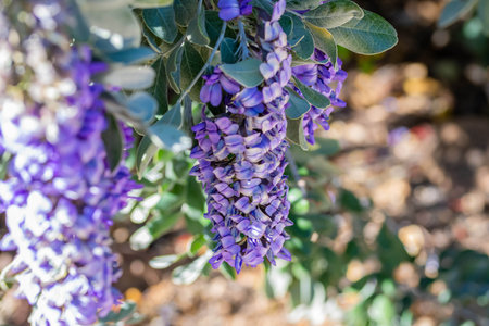 Blooming Wildflowers highlights the view of nature along the desert museumの写真素材