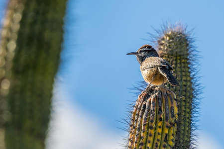 A small songbird is relaxing and enjoying the view in Sonora Desert Museumの写真素材
