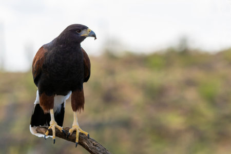 A bay winged bird enjoying the scenic view of the parkの写真素材