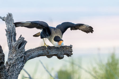 A bird of prey in the falcon family in Sonora Desert Museumの写真素材