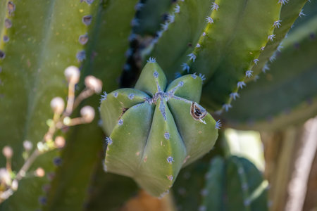 Thorny, Spiny and prickles plant along the environment of the Sonora Desertの写真素材