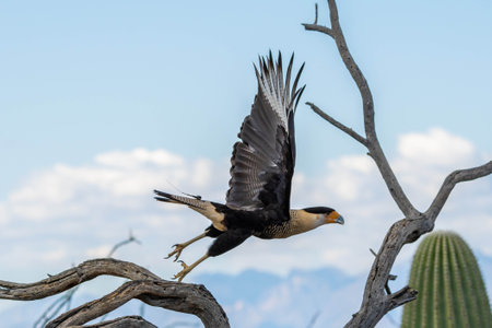A bird of prey in the falcon family in Sonora Desert Museumの写真素材