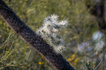 Thorny, Spiny and prickles plant along the environment of the Sonora Desertの写真素材