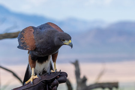 A bay winged bird enjoying the scenic view of the parkの写真素材
