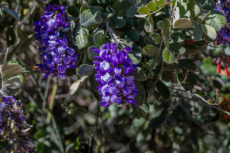 Blooming Wildflowers highlights the view of nature along the desert museumの写真素材