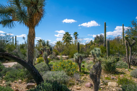 Thorny, Spiny and prickles plant along the environment of the Sonora Desertの写真素材