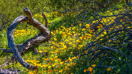 A flowering plant highlights the view of nature in the preserve parkの写真素材