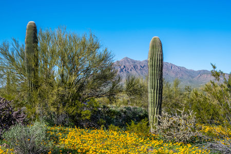 A large cactus with branches shaped like candelabraの写真素材
