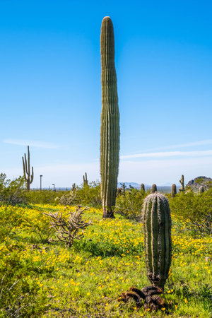 A large tree like cactus that have branches shaped like candelabraの写真素材
