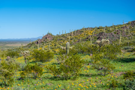 Epic landscape scenery from the walking trail of the state parkの写真素材