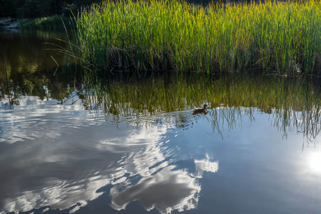 Dabbling ducks strolling around the pondの写真素材