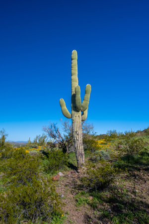 A large tree like cactus that have branches shaped like candelabraの写真素材