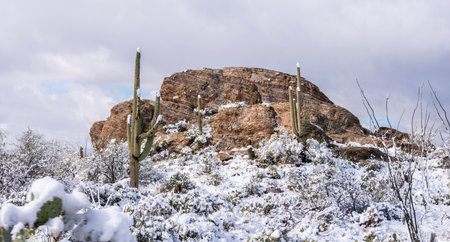 A rare winter wonderland unfolds in the park as snow blankets the desert landscapeの写真素材