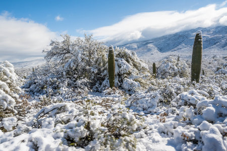 A rare winter wonderland unfolds in the park as snow blankets the desert landscapeの写真素材