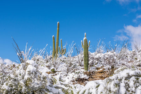 A rare winter wonderland unfolds in the park as snow blankets the desert landscapeの写真素材