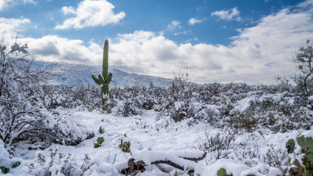 A rare winter wonderland unfolds in the park as snow blankets the desert landscapeの写真素材