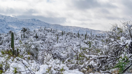 A rare winter wonderland unfolds in the park as snow blankets the desert landscapeの写真素材