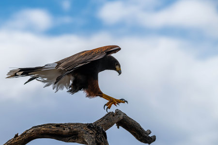A bay winged bird enjoying the scenic view of the parkの写真素材