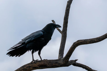 A large all black passerine bird enjoying the scenic view of the parkの写真素材