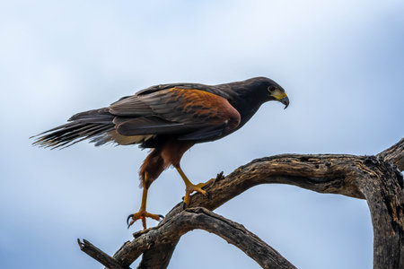 A bay winged bird enjoying the scenic view of the parkの写真素材