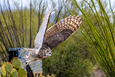 A large, native adaptable bird enjoying the scenic view of the parkの写真素材