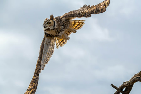 A large, native adaptable bird enjoying the scenic view of the parkの写真素材