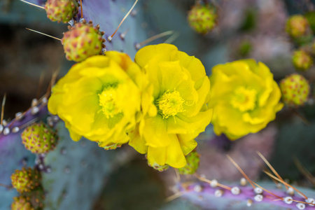 A greeny, spiny plants blooming along the trail of the parkの写真素材