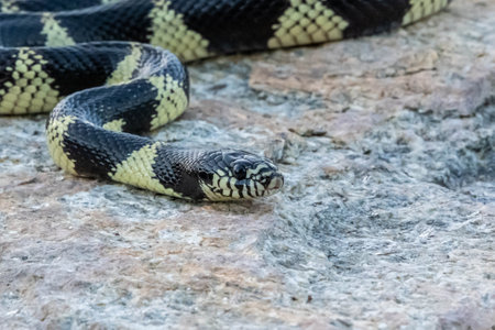 A nonvenomous colubrid snake species in the preserve parkの写真素材