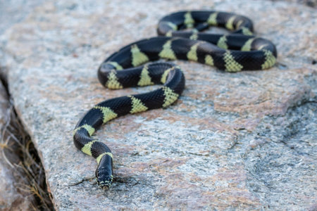 A nonvenomous colubrid snake species in the preserve parkの写真素材