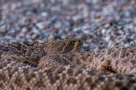 A venomous pit viper species in the preserve parkの写真素材
