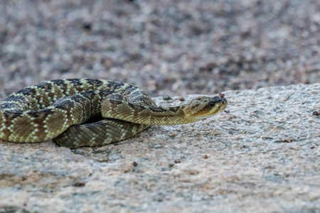 A venomous pit viper species in the preserve parkの写真素材