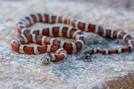 A a non venomous species of milksnake in the preserve parkの写真素材