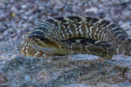 A venomous pit viper species in the preserve park