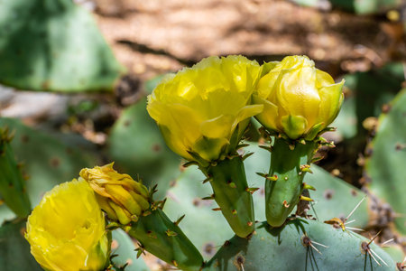 A greeny, spiny plants blooming along the trail of the parkの写真素材