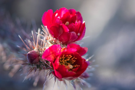 A greeny, spiny plants blooming along the trail of the preserve park