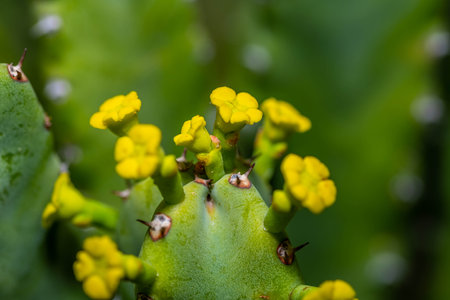 A greeny, spiny plants blooming along the trail of the park