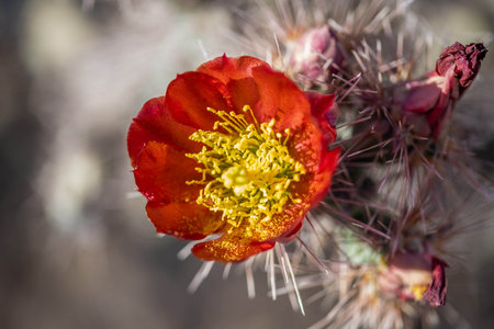 A greeny, spiny plants blooming along the trail of the preserve parkの写真素材