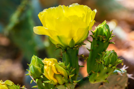 A greeny, spiny plants blooming along the trail of the park