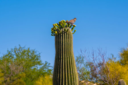 A granivorous bird is relaxing and enjoying the view in Tohono Chulの写真素材