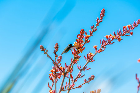 A small hummingbird is relaxing and enjoying the view in Tohono Chul