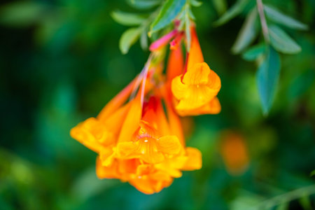 A blossoming plant highlights the view of nature in the preserve park