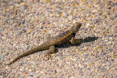 A yellow backed reptile roaming around the preserve park