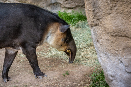 A Central American Tapir strolling around Reid Park Zoo