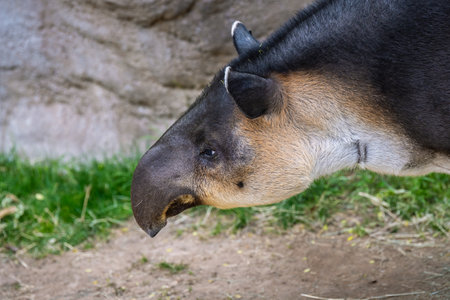 A Central American Tapir strolling around Reid Park Zoo