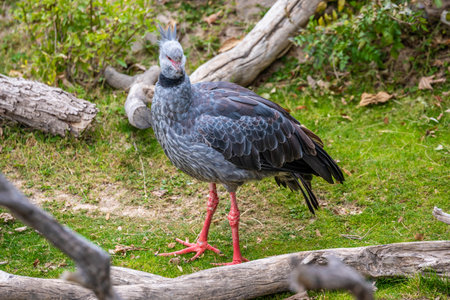 A gray with a velvety black bird strolling around Reid Park Zooの写真素材