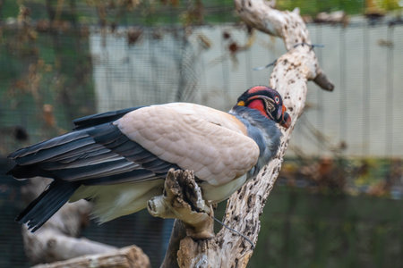 A predominantly white bird sitting on top of a branch in Reid Park Zoo