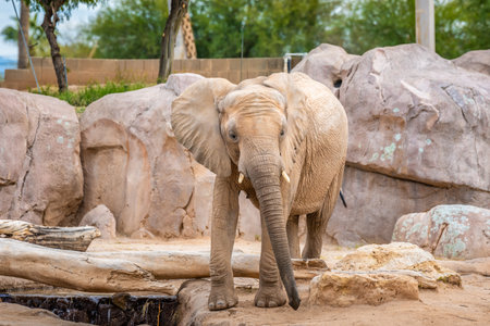 A large existing land animal strolling around Reid Park Zoo