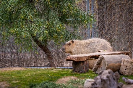 The largest living rodent strolling around Reid Park Zooの写真素材